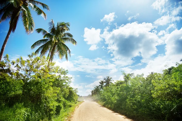 在丛林中的地面道路。多米尼加共和国 — 图库照片