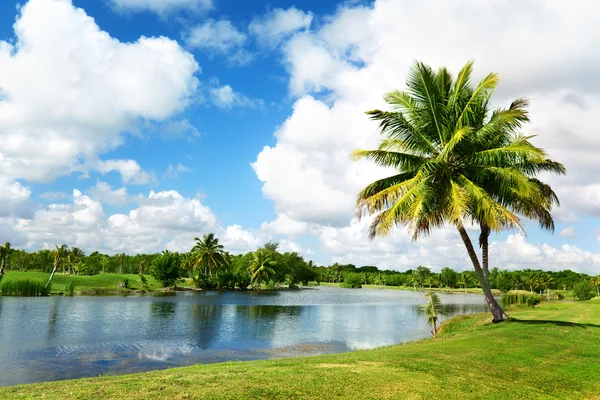 棕榈树和热带湖 — 图库照片