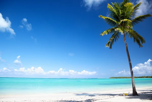 Okyanus ve palm — Stok fotoğraf