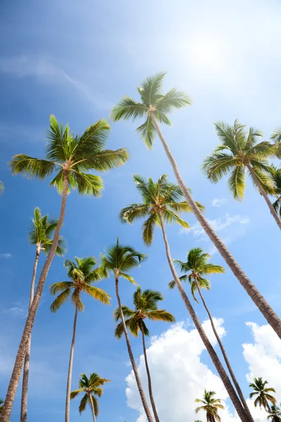 棕榈树和蓝蓝的天空 — 图库照片
