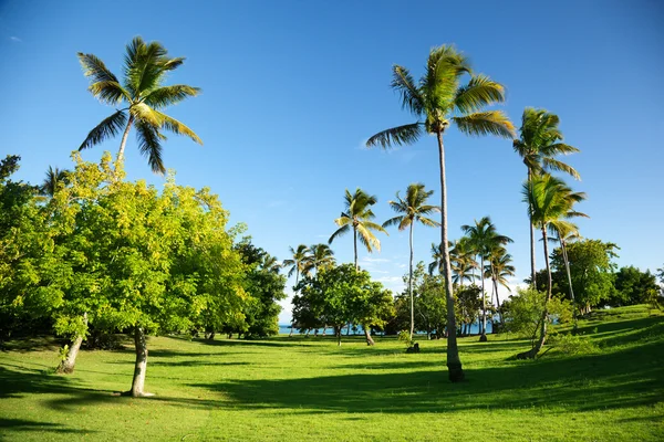 Karibské moře a palmy — Stock fotografie
