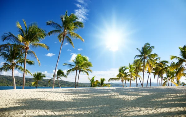 Caribische zee en palm — Stockfoto