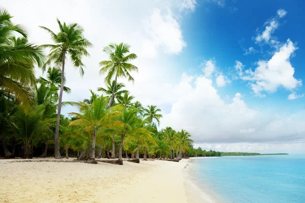 Caribbean sea and palms — Stock Photo, Image