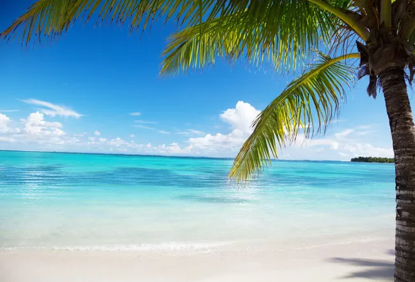 Океан и кокосовые пальмы — стоковое фото