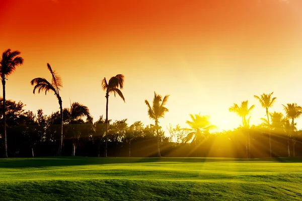 Solnedgång och tropiska träd — Stockfoto