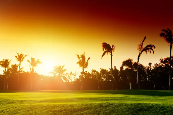 Sonnenuntergang und tropische Bäume — Stockfoto