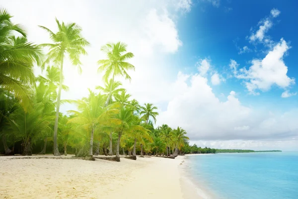 Mare dei Caraibi e palme — Foto Stock