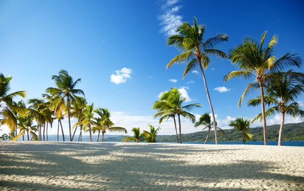 Caribische zee en palm — Stockfoto