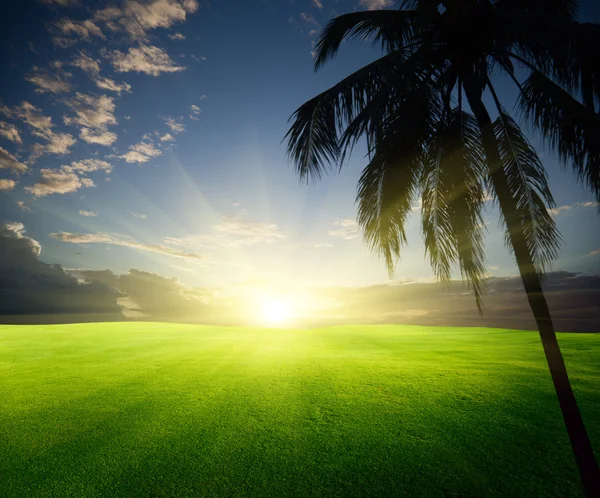 Feld aus Gras und Palmen — Stockfoto