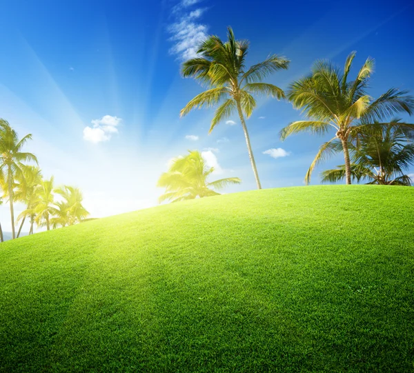 Palmen op het veld en de zon — Stockfoto