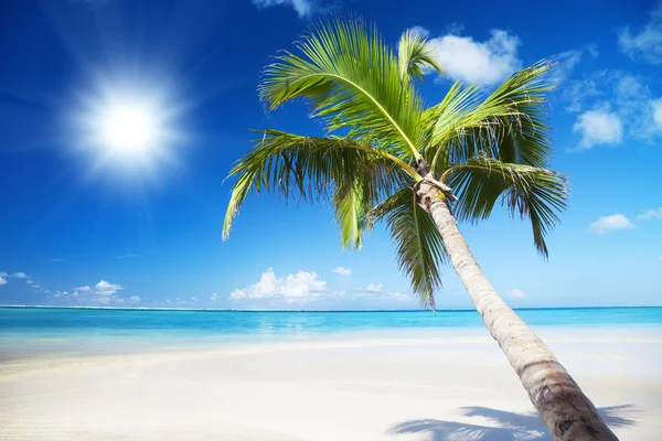 Okyanus ve palm — Stok fotoğraf
