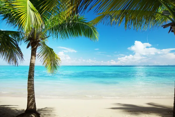 Caribbean sea and coconut palms — Stock Photo, Image
