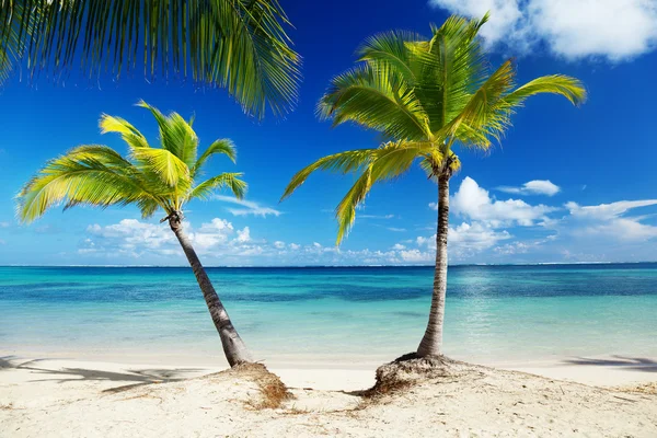 Caribische zee en kokospalmen — Stockfoto