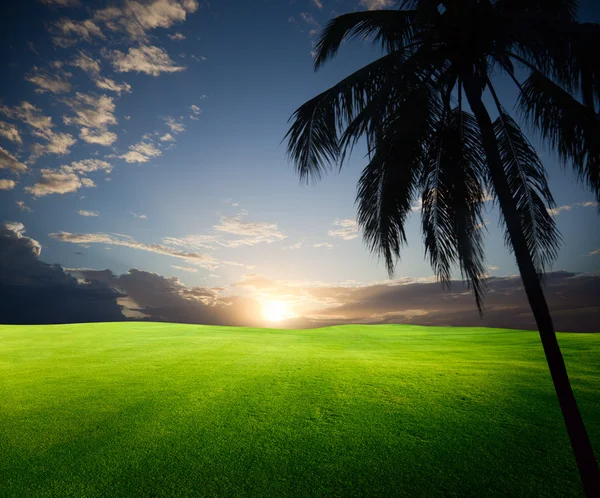 Campo de grama e palma — Fotografia de Stock