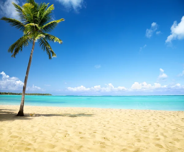Море и кокосовые пальмы — стоковое фото