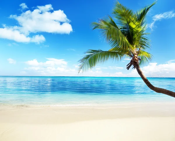 棕榈和海 — 图库照片