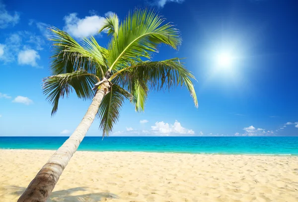 Морська і кокосова пальма — стокове фото