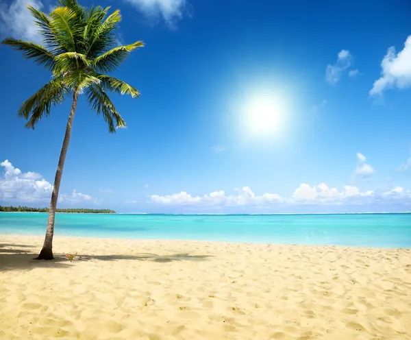 Morze i palmy kokosowe — Zdjęcie stockowe