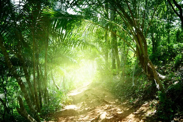 Camino terrestre en la selva de Dominicana — Foto de Stock