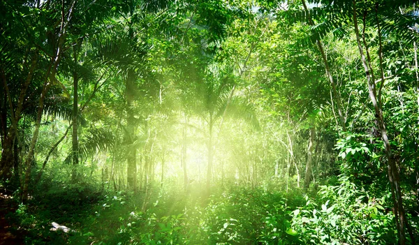 Luz solar na selva de Dominicana — Fotografia de Stock