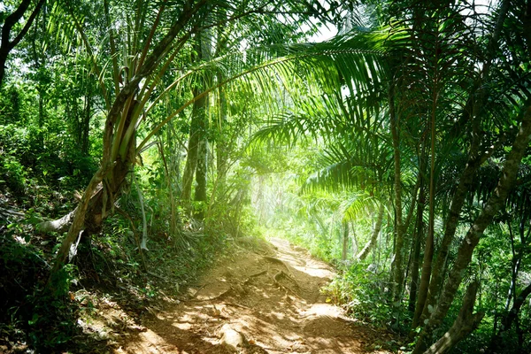 Camino terrestre en la selva de Dominicana —  Fotos de Stock