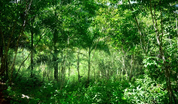 Dominik ormanın içinde güneş ışığı — Stok fotoğraf