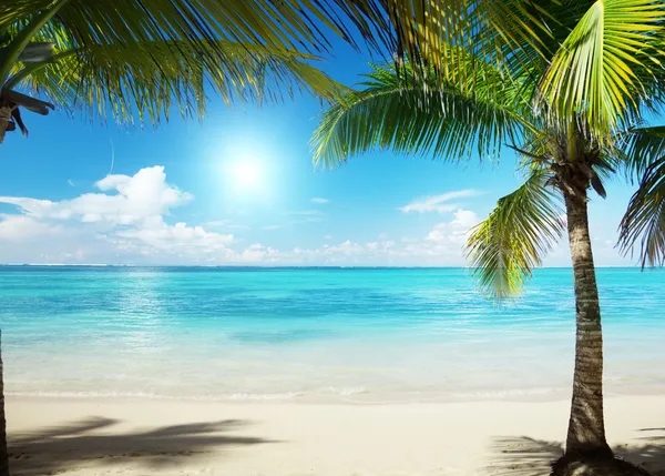 Karibiska havet och kokos pulms — Stockfoto