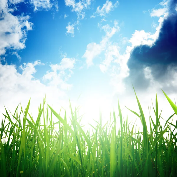 Gras und bewölkter Himmel — Stockfoto
