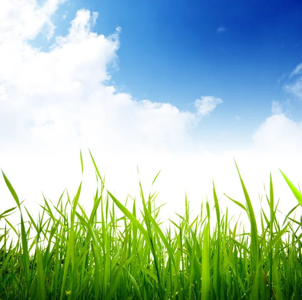 Gras en bewolkte hemel — Stockfoto
