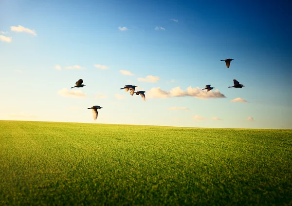Champ d'herbe et oiseaux volants — Photo