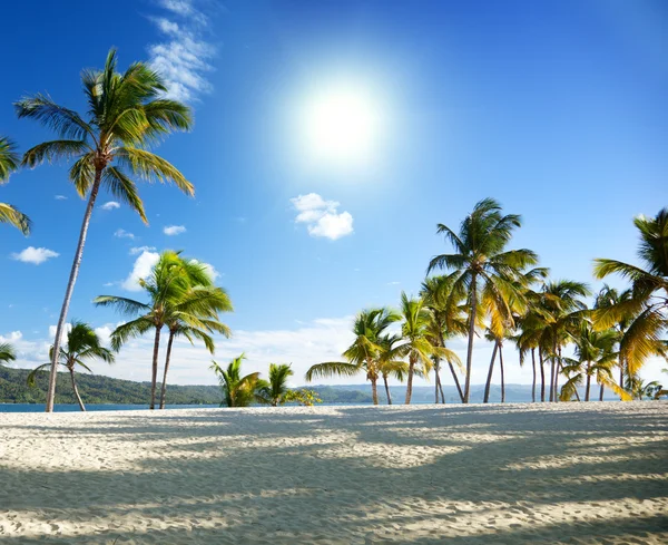 Karayip Denizi ve palm — Stok fotoğraf