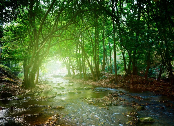 Rio em floresta profunda — Fotografia de Stock