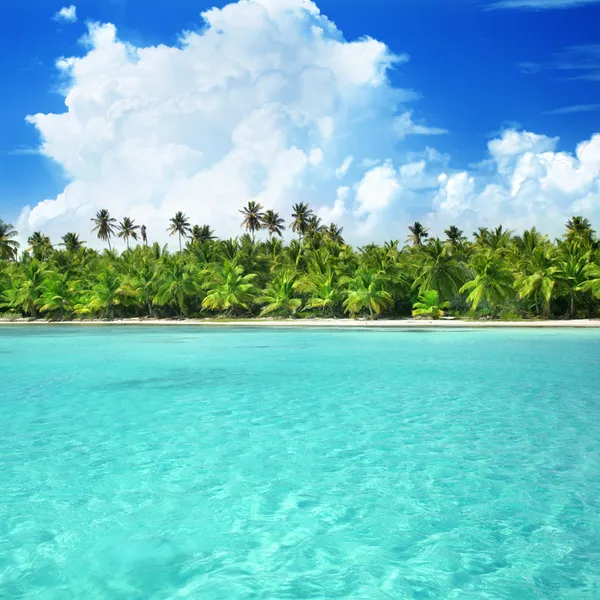 Palms and caribbean sea — Stock Photo, Image