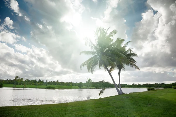 Palmy a tropické jezero — Stock fotografie