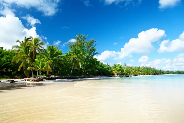 Морские и кокосовые пальмы — стоковое фото