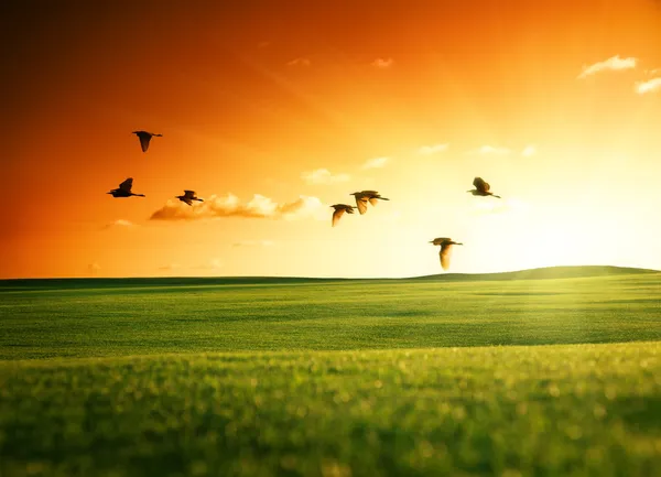 Field of grass and flying birds — Stock Photo, Image