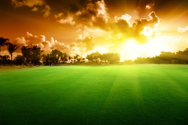 Arbres sur le champ d'herbe et coucher de soleil — Photo