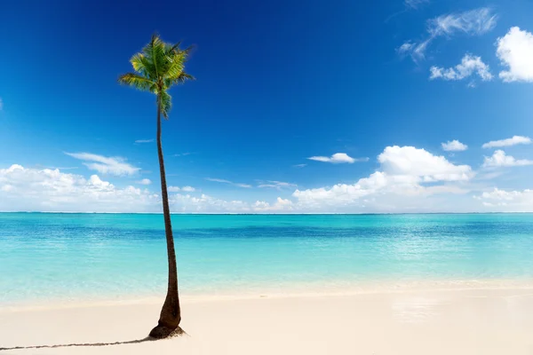 Carribean sea and coconut palm — Stock Photo, Image