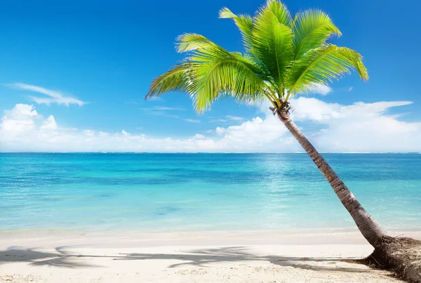 Karibské moře a kokosových palem — Stock fotografie
