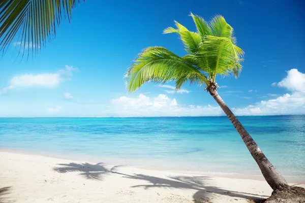 Karibisk hav og kokospalmer – stockfoto