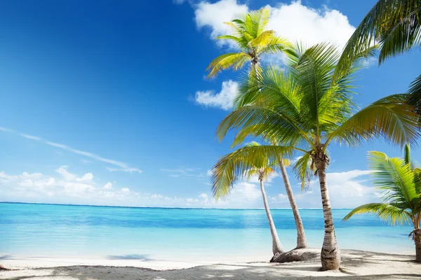 Karibik Meer und Kokospalmen — Stockfoto