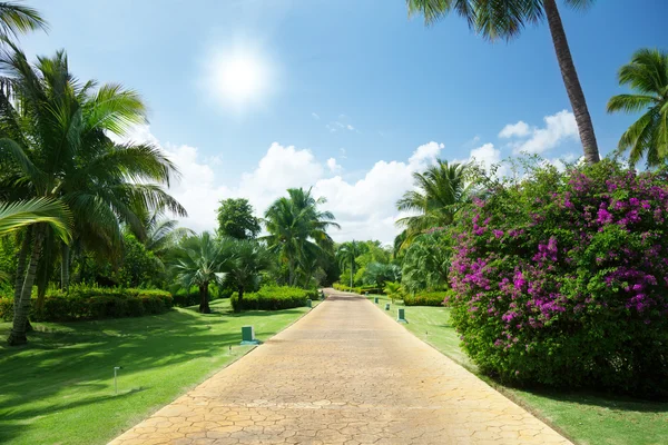 Droga w tropikalnym ogrodzie — Zdjęcie stockowe