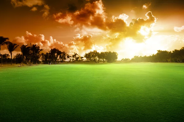 Träd på området för gräs och solnedgång — Stockfoto