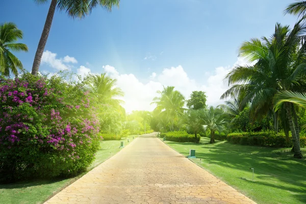 Vägen i tropisk trädgård — Stockfoto