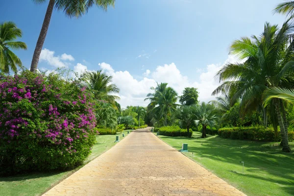 Carretera en jardín tropical — Foto de Stock
