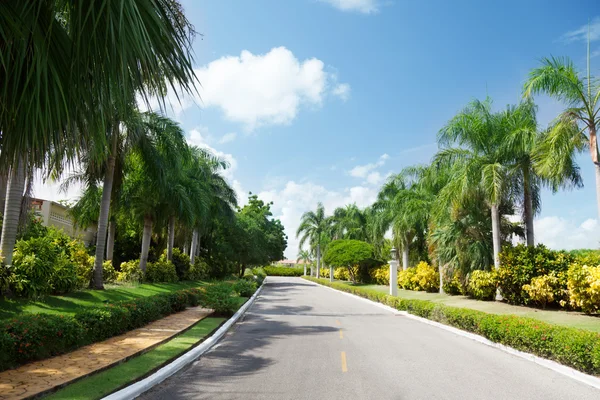 stock image Road in tropical garden