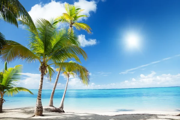 Morze Karaibskie i palmy kokosowe — Zdjęcie stockowe