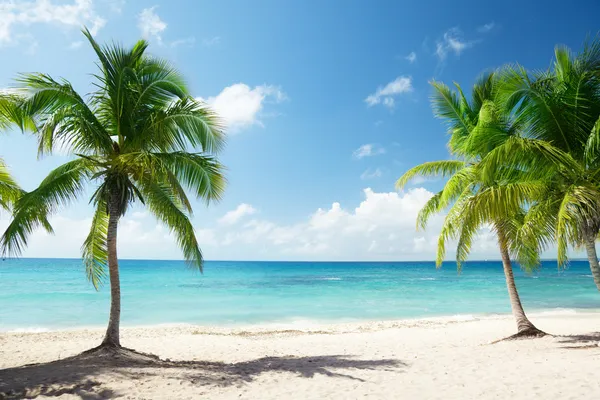 Mare dei Caraibi e palme da cocco — Foto Stock