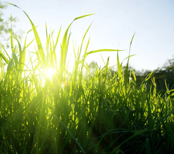 草と日没 — ストック写真