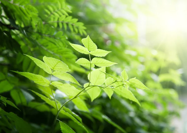 Grüne Blätter im tiefen Wald — Stockfoto